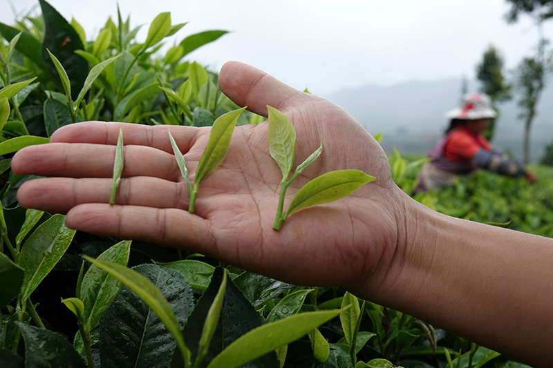 How many different categories of tea leaf quality are there?